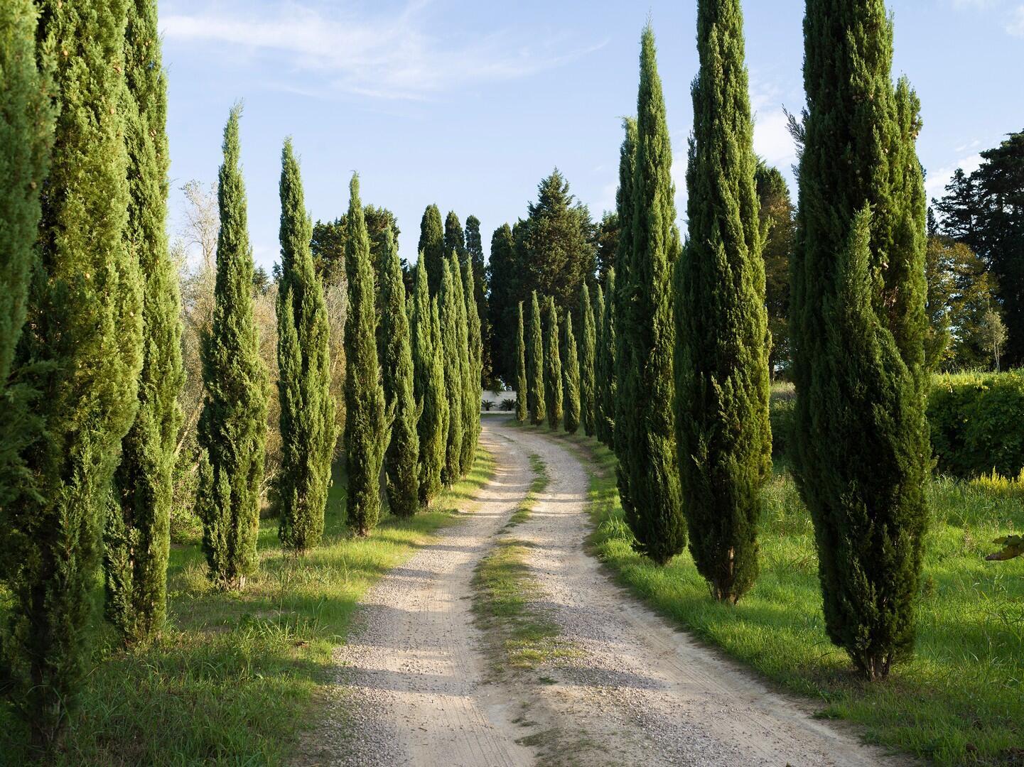 Garden - avenue with trees