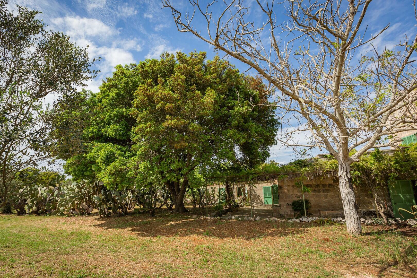 MASSERIA DON MATTIA - MAIN HOUSE